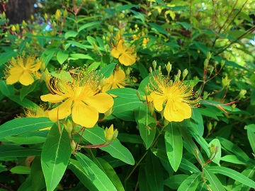 ビョウヤナギの花