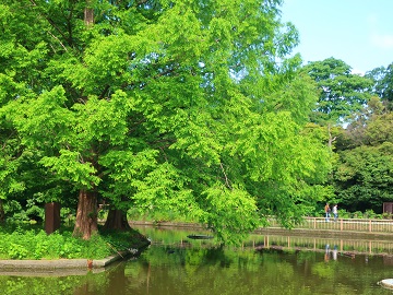 白鳥池に映る枝