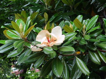 タイサンボクの花