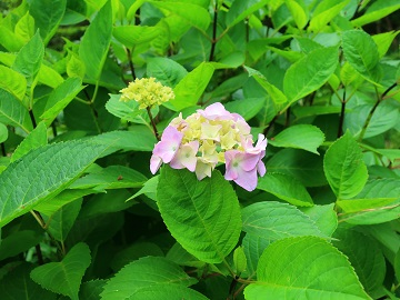 アジサイの花