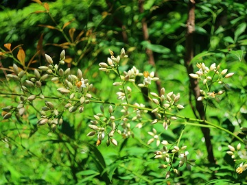 ナンテンの花