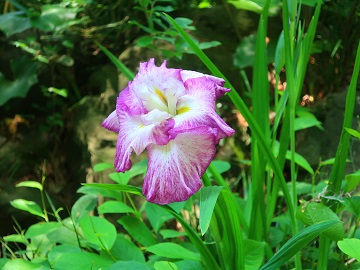 花のアップ