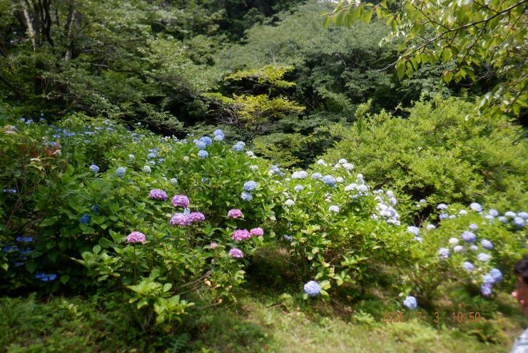 山中のアジサイ（濃い青色、赤紫色、薄い青色）