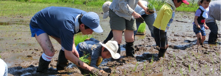 キッズガイドがご案内！田んぼの風に吹かれて～田植え＆マコモダケ植え～