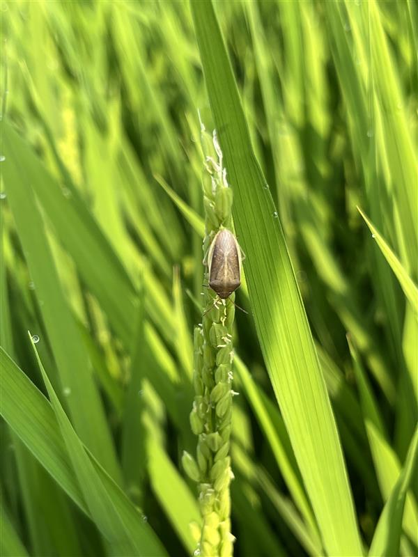 穂を吸汁するイネカメムシ