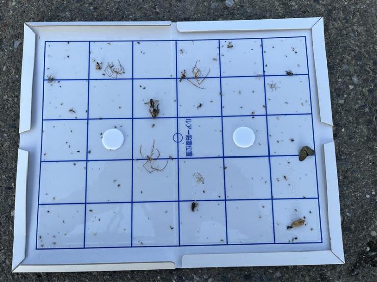 イネカメムシがかかった粘着トラップ