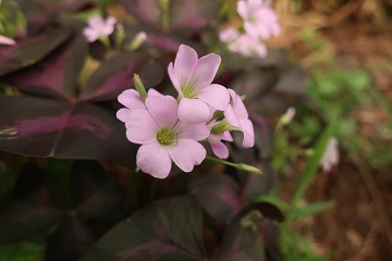 花のアップ