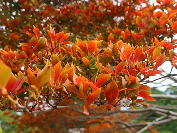 ドウダンツツジ