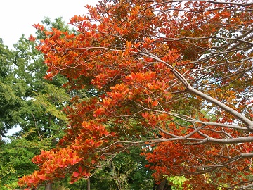 ドウダンツツジの枝