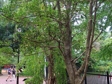 野球場正面入口前