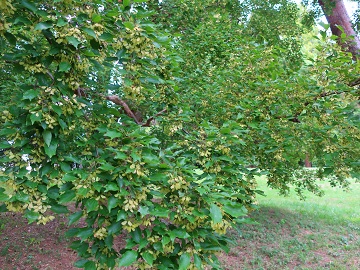 トウカエデの枝