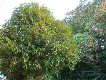 キンモクセイの木