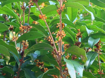 キンモクセイの花