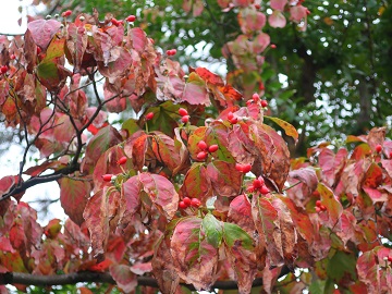 ハナミズキの実