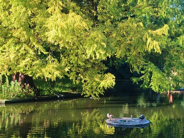 噴水口で休むカモ