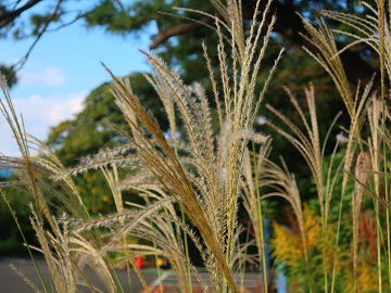 ススキの穂