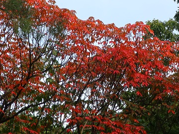 紅葉
