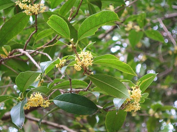 ギンモクセイの花