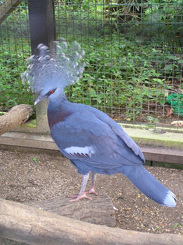 オウギバト