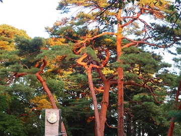 夕日に照らされたアカマツの幹