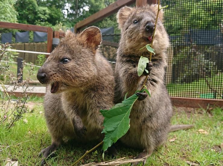quokka