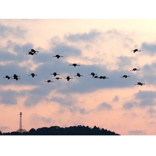 鳥の群れの写真