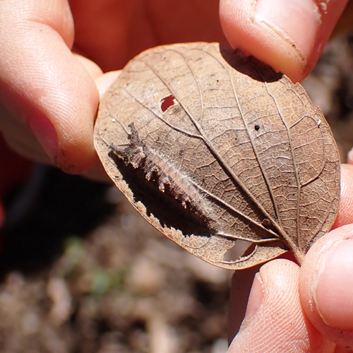 葉っぱの上にいるチョウの幼虫の写真