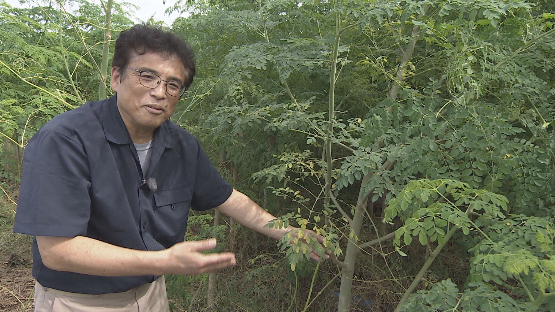 埼玉大学藤野教授がモリンガを指さしている様子