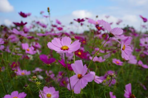 コスモス4