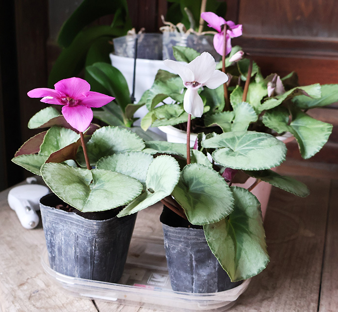 芳香シクラメン、孤高の香りと絹の舞の写真