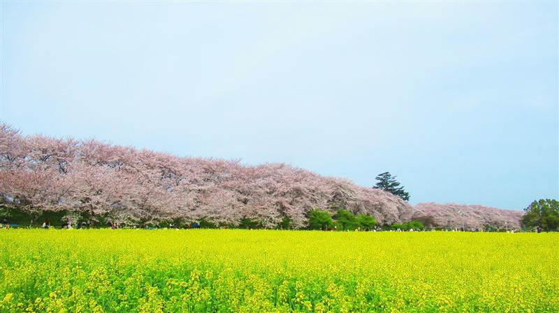 権現堂公園の桜の写真