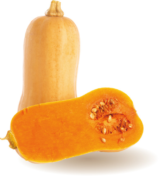 バターナッツかぼちゃの写真