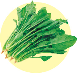 ホウレンソウの写真