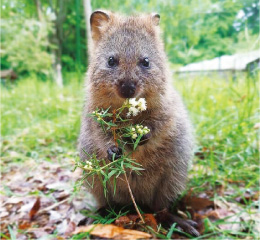 クオッカの写真