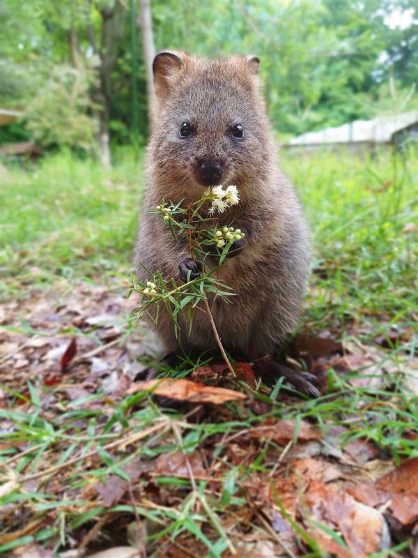 こども動物自然公園