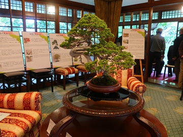 真柏（一階応接間）