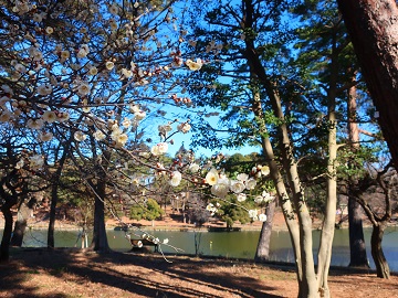 舟遊池を背景に