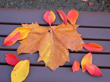 落ち葉アート