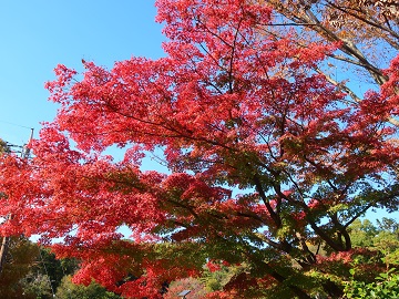 ヤマモミジ反対側