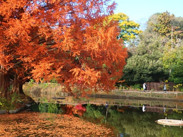 メタセコイアの枝