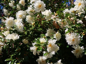 カンツバキの枝