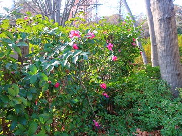 サザンカの生垣