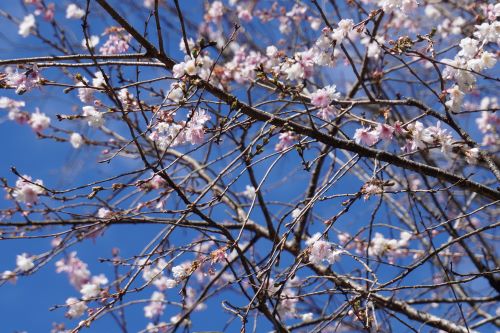 冬桜