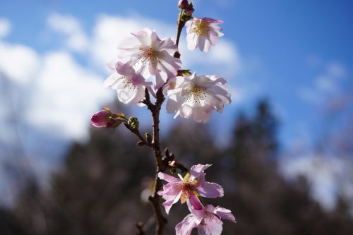 冬桜