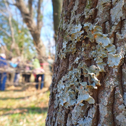 木に生息している地衣類の写真