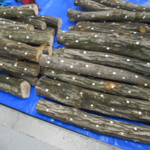 シイタケ植菌状況4