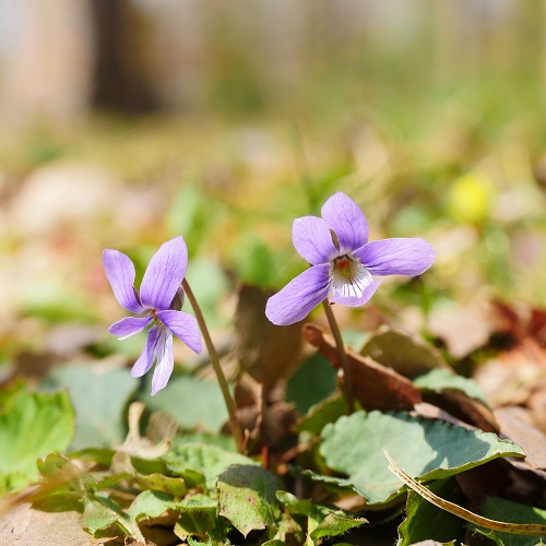 スミレの写真