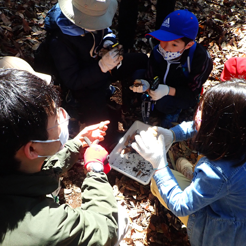 スタッフからレクチャーを受けながら虫観察する様子の写真