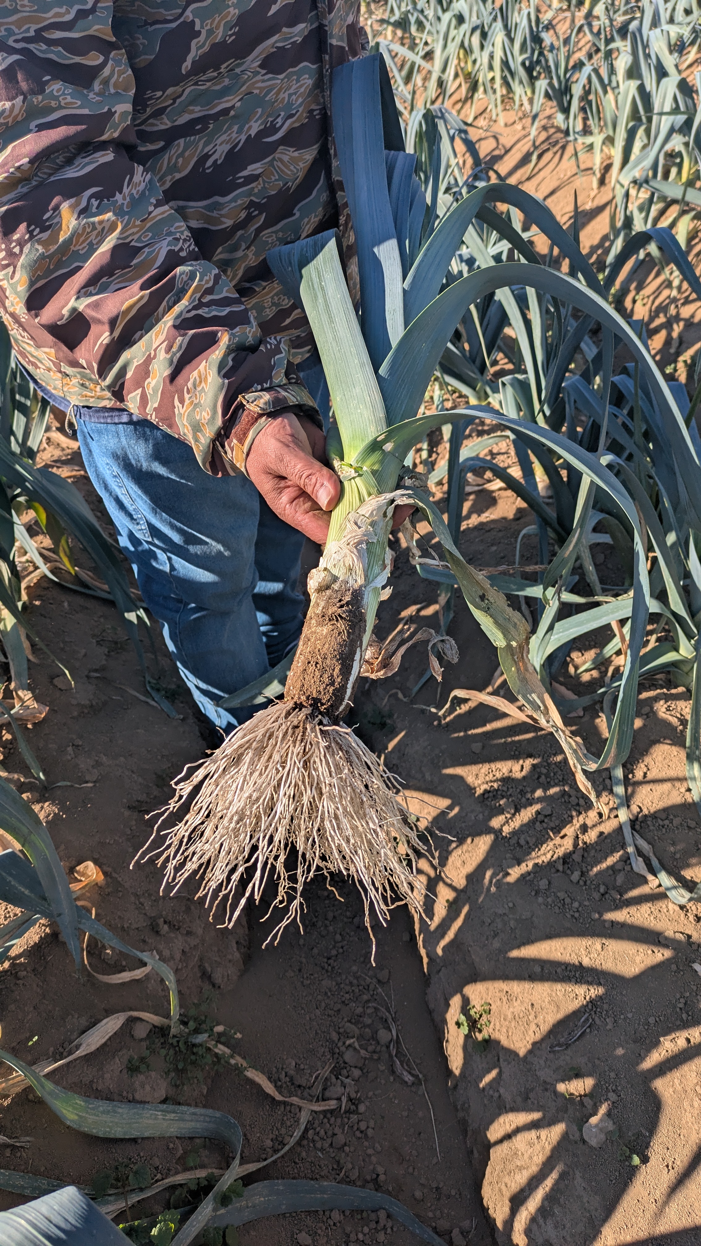 リーキを使ったポトフとパン