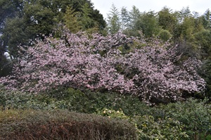 安行寒桜_20260306